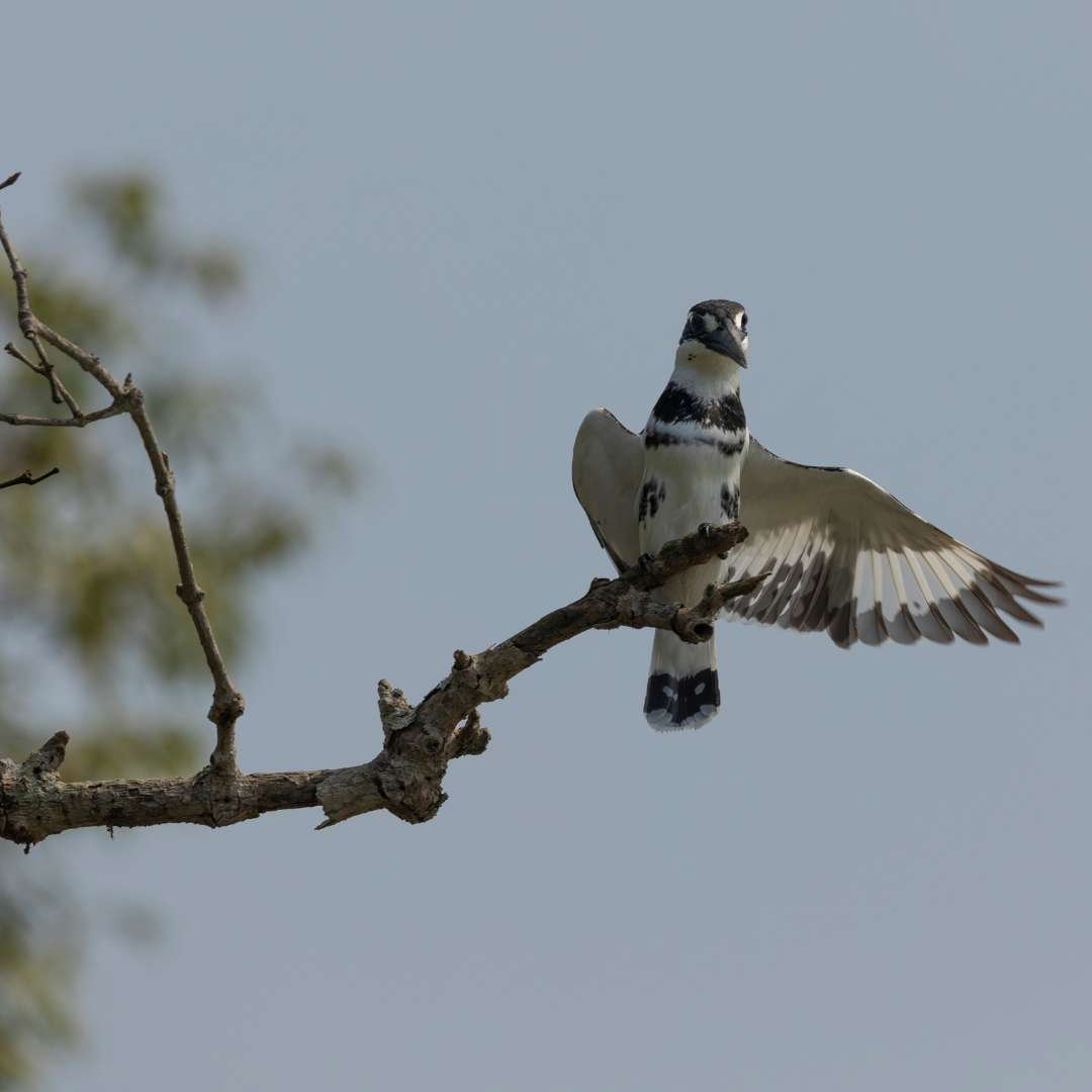 Sundarban 1 Night 2 Days Package